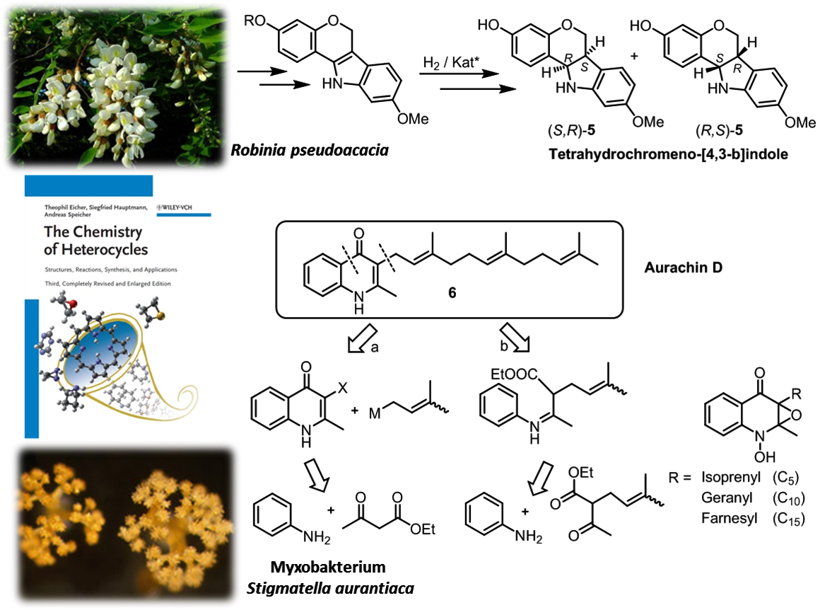 Im Bereich Heterocyclenchemie Synthese von Chromenoindolen aus Robinia pseudoacacia und Aurachinen aus Stignmatella aurantiaca